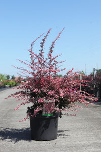 Berberis thunbergii 'Harlequin'