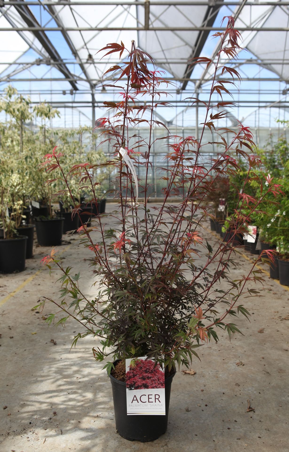 Acer palmatum 'Shaina'