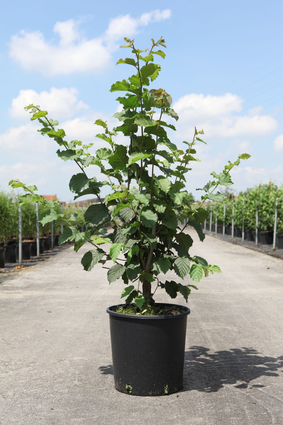 Corylus 'Webb's Prize Cob'