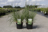 Pennisetum alopecuroides