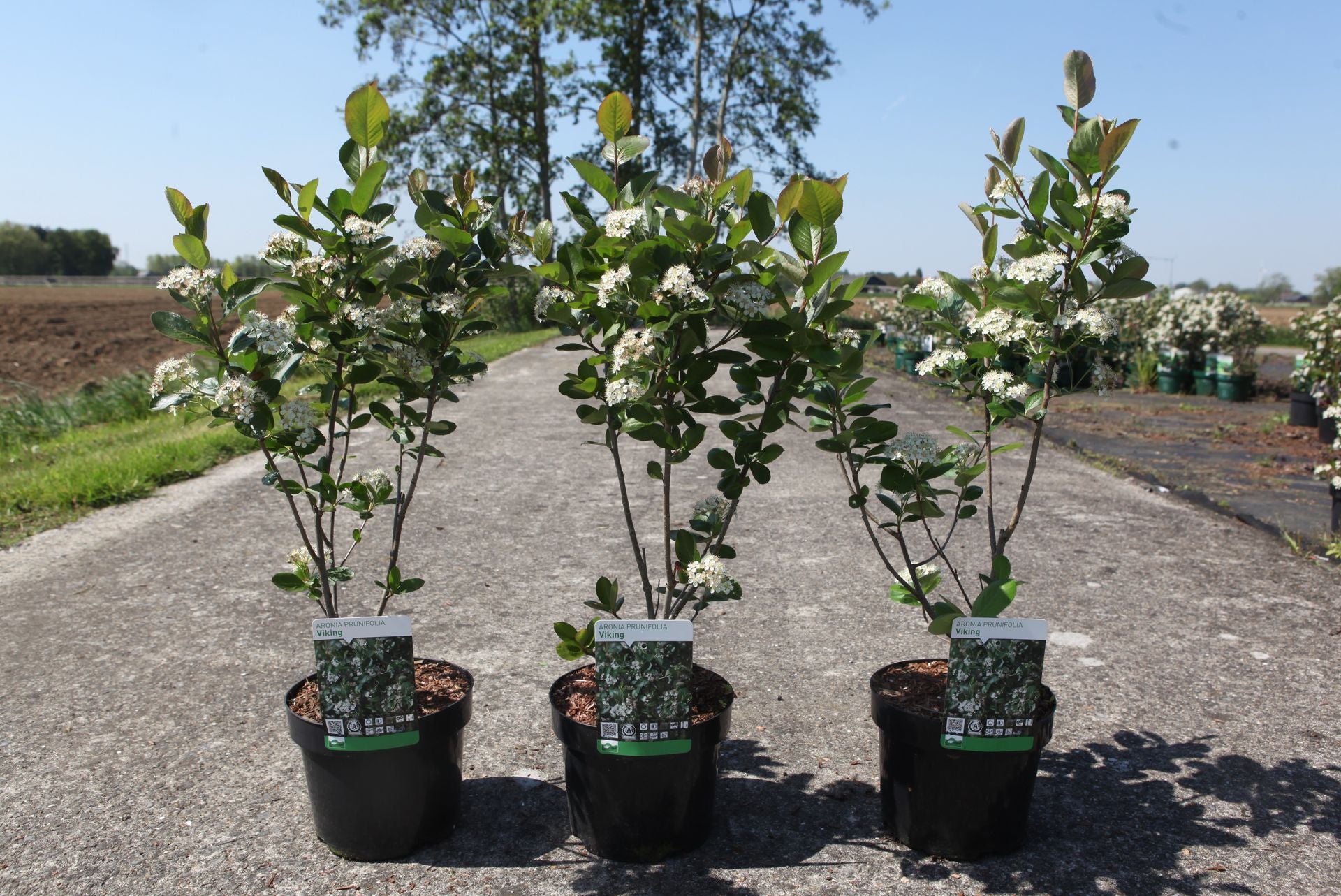 Aronia prunifolia 'Viking'