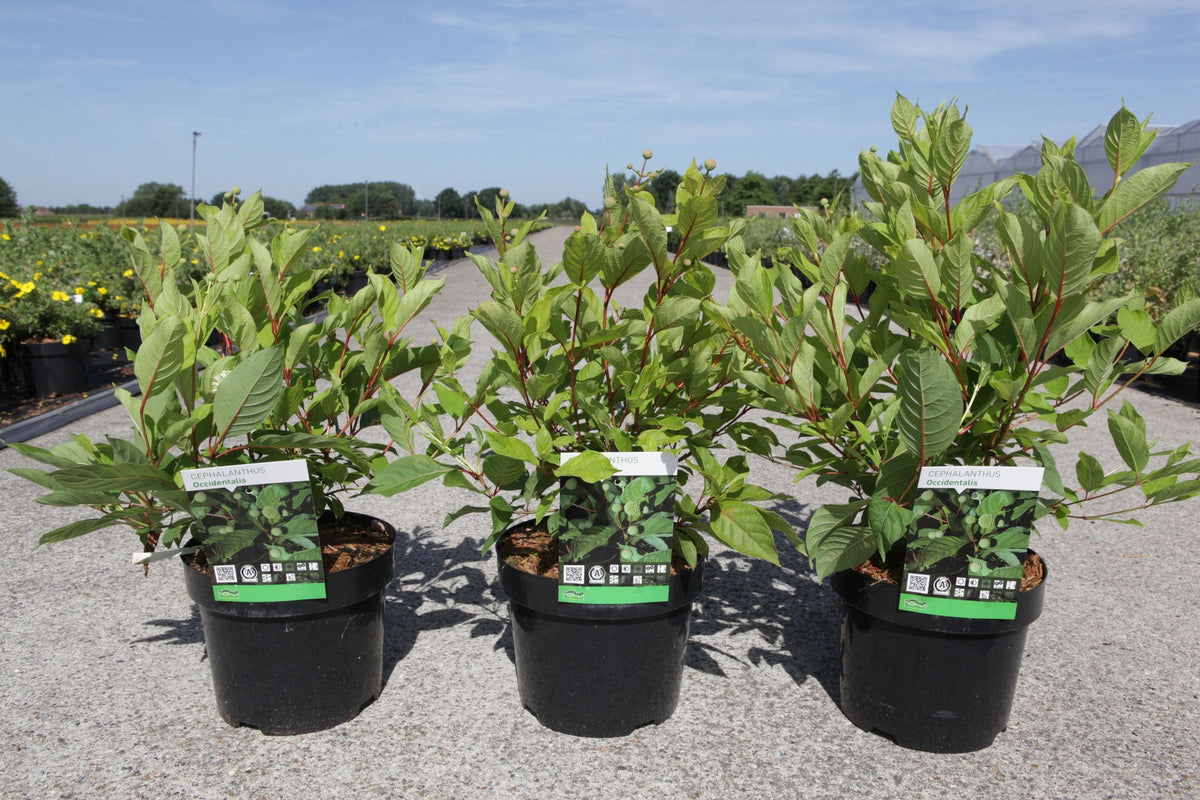 Cephalanthus occidentalis