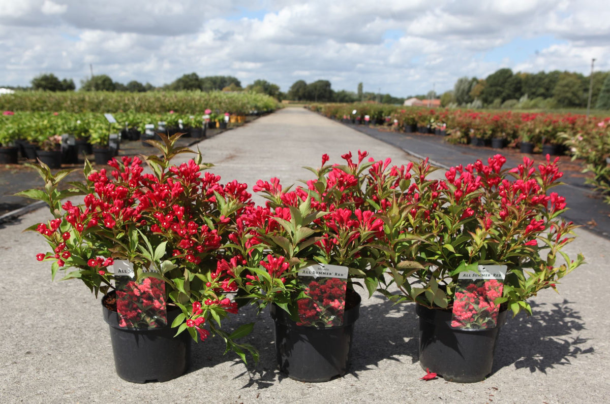 Weigela ALL SUMMER© RED (PBR)