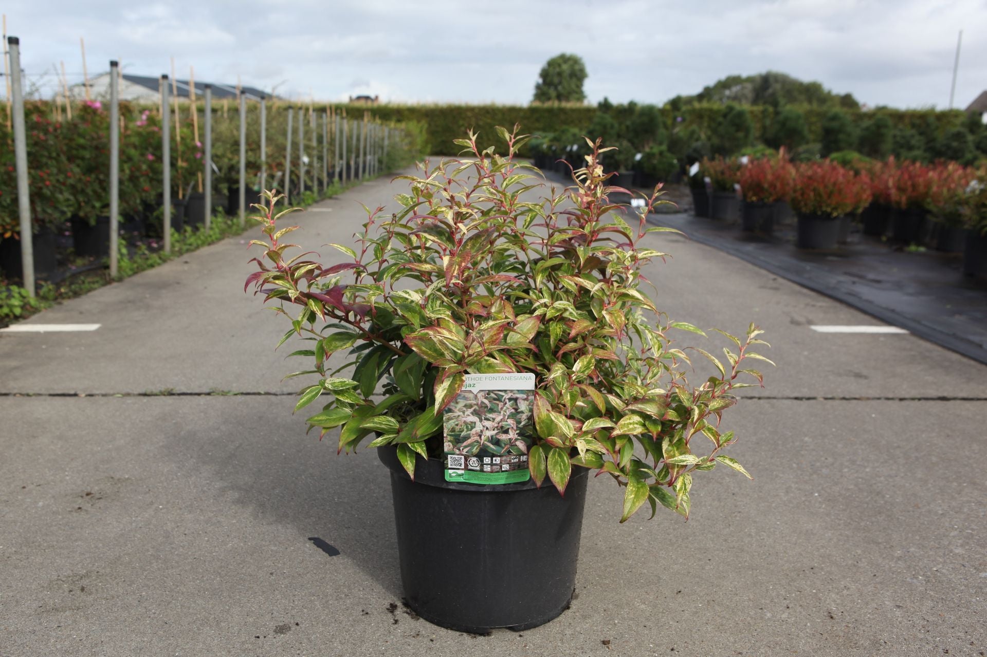 Leucothoe fontanesiana 'Makijaz' (PBR)