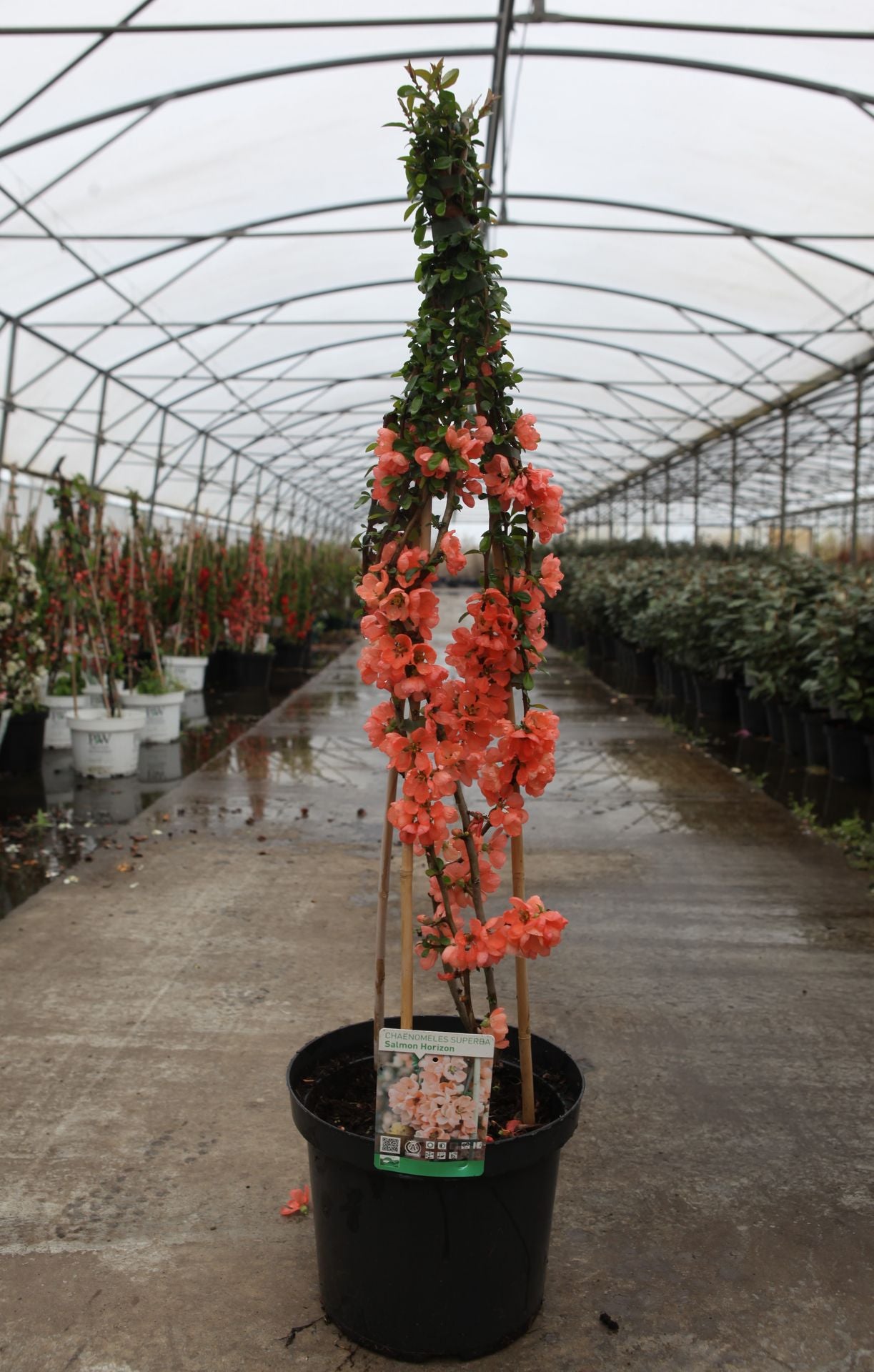 Chaenomeles superba 'Salmon Horizon'