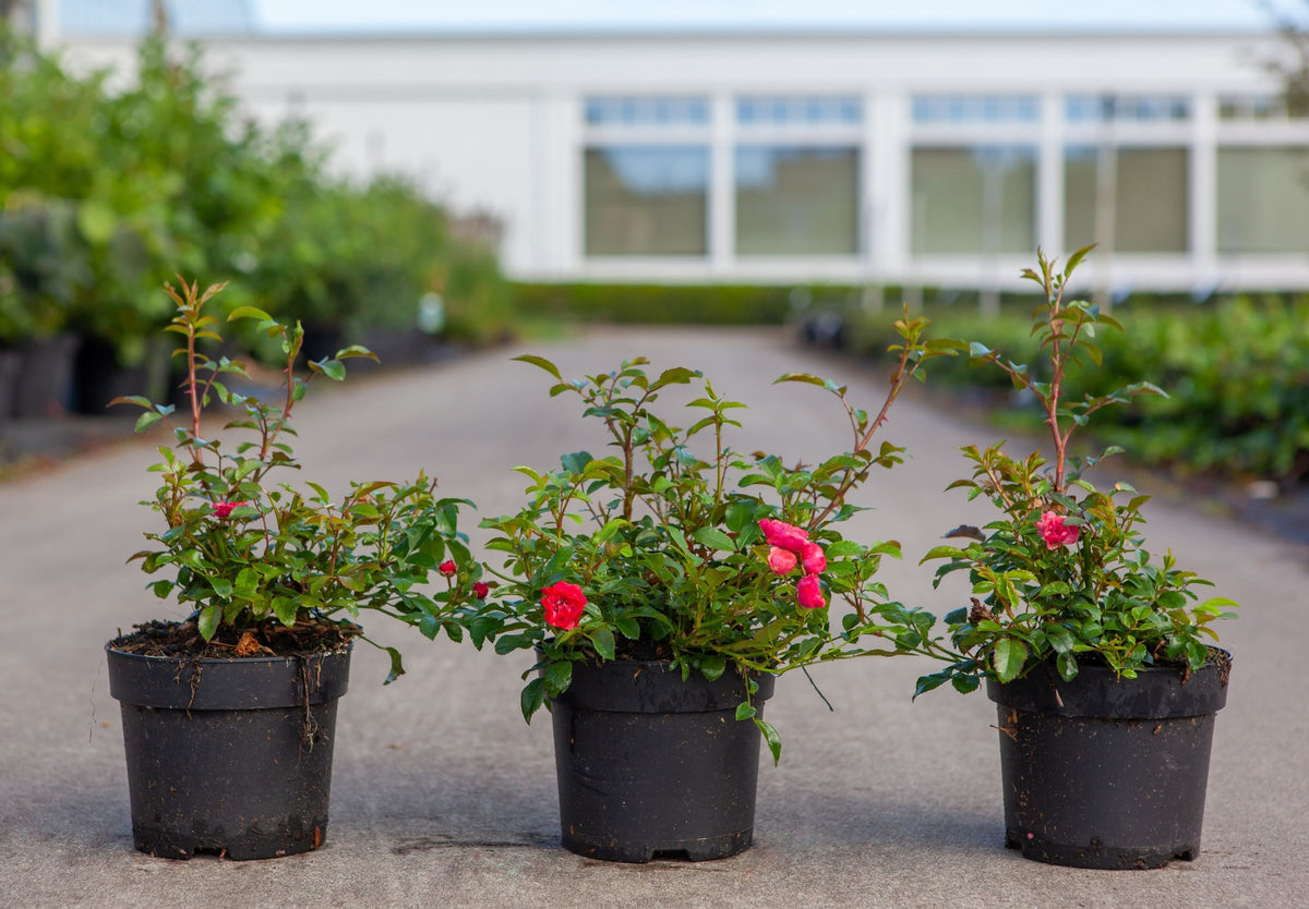 Rosa 'Red Fairy'