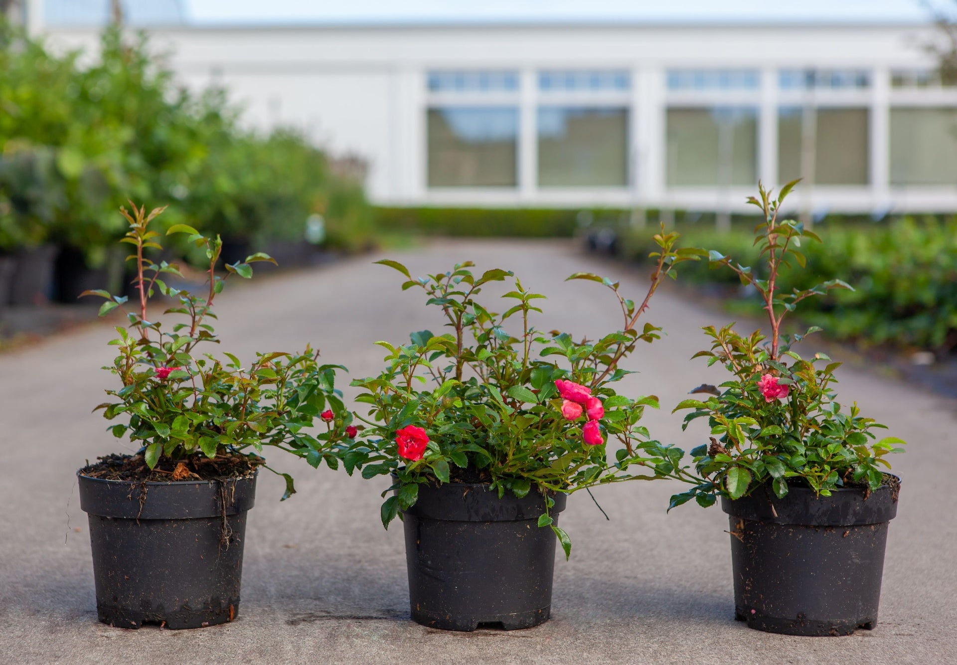 Rosa 'Red Fairy'