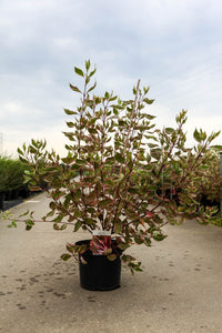 Cornus alba MIRACLE (PBR)