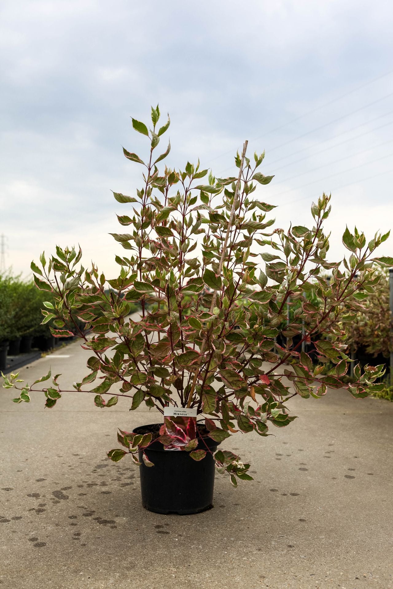 Cornus alba MIRACLE (PBR)