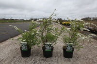 Spiraea cinerea 'Graciosa'