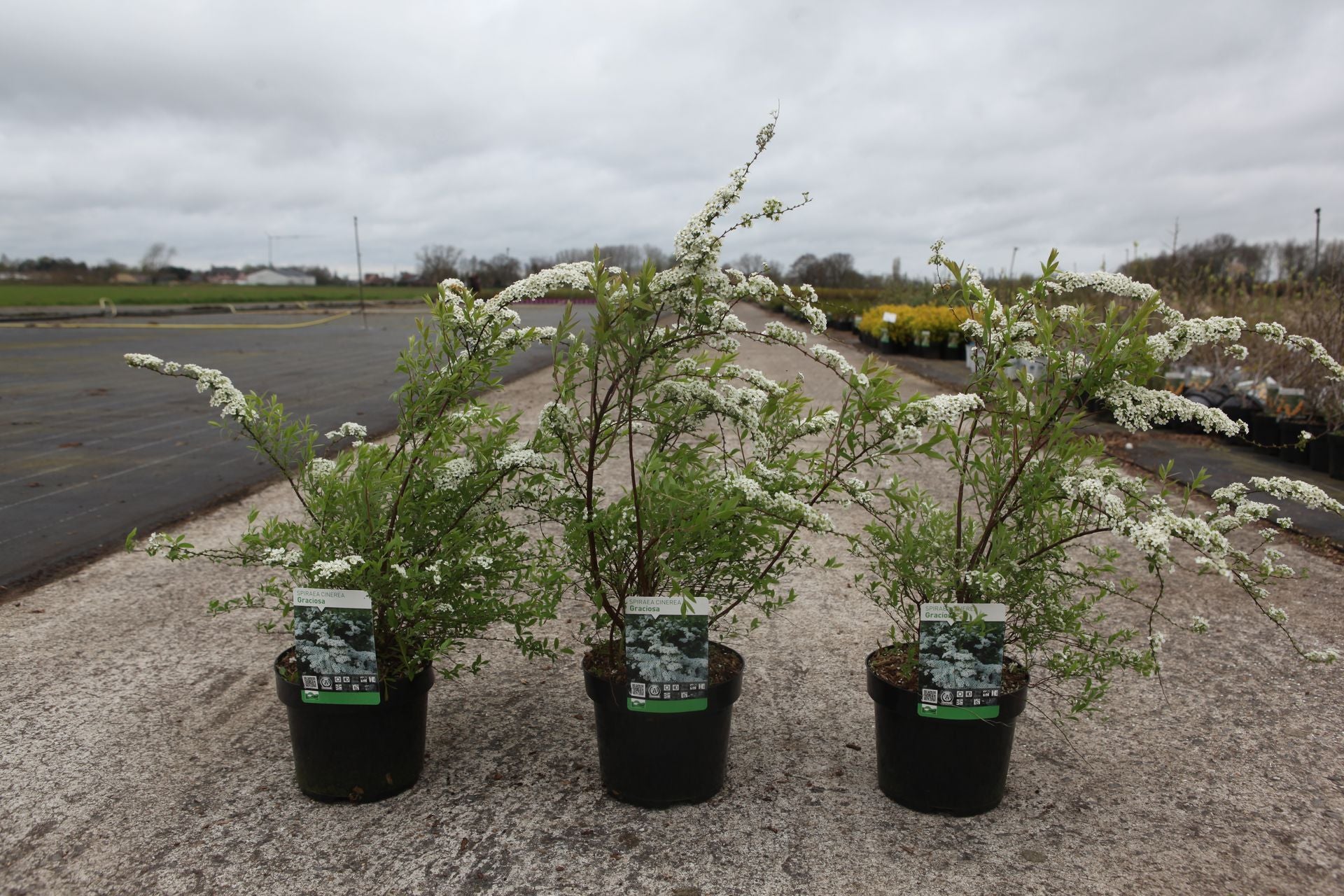 Spiraea cinerea 'Graciosa'
