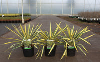 Yucca filamentosa 'Colour Guard'
