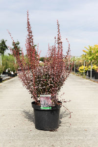 Berberis thunbergii 'Rosy Rocket' (PBR)