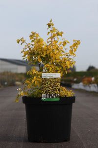 Spiraea vanhouttei 'Gold Fountain'