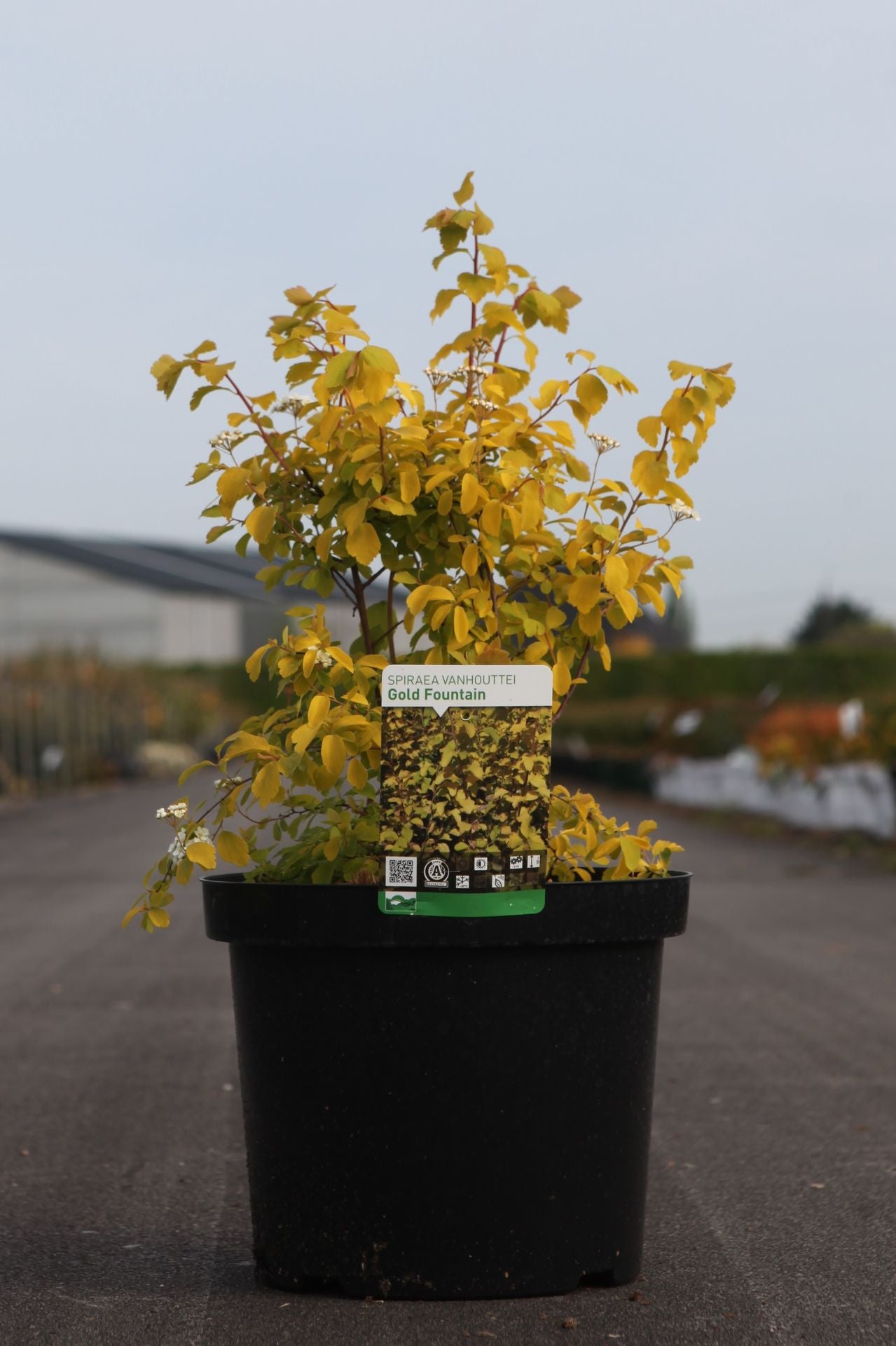Spiraea vanhouttei 'Gold Fountain'