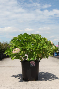 Hydrangea macrophylla ‘Ayesha’ mature mophead hydrangea in 25L pot with developing pink flower heads