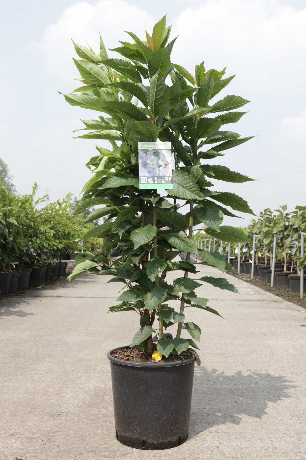 Prunus serrulata 'Amanogawa'