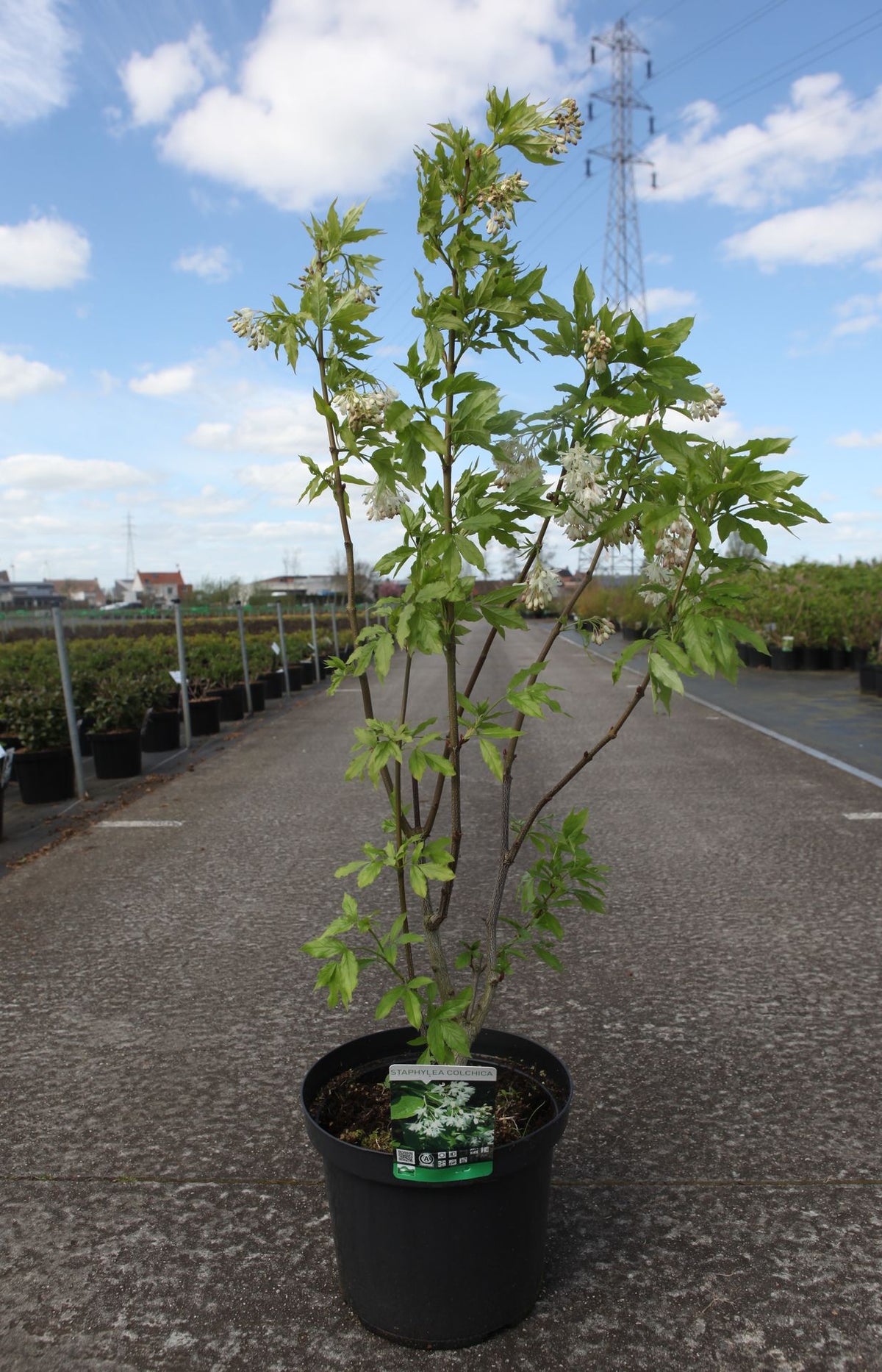 Staphylea colchica