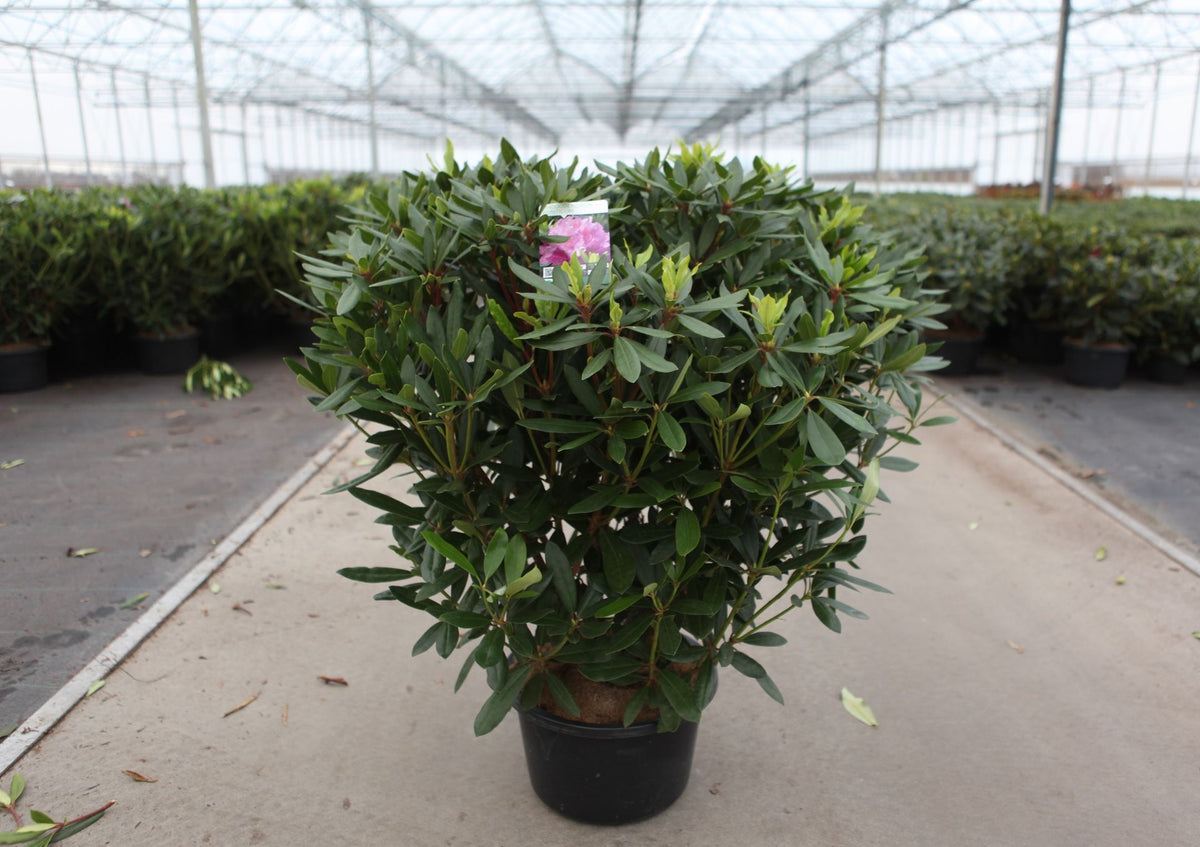Rhododendron ponticum