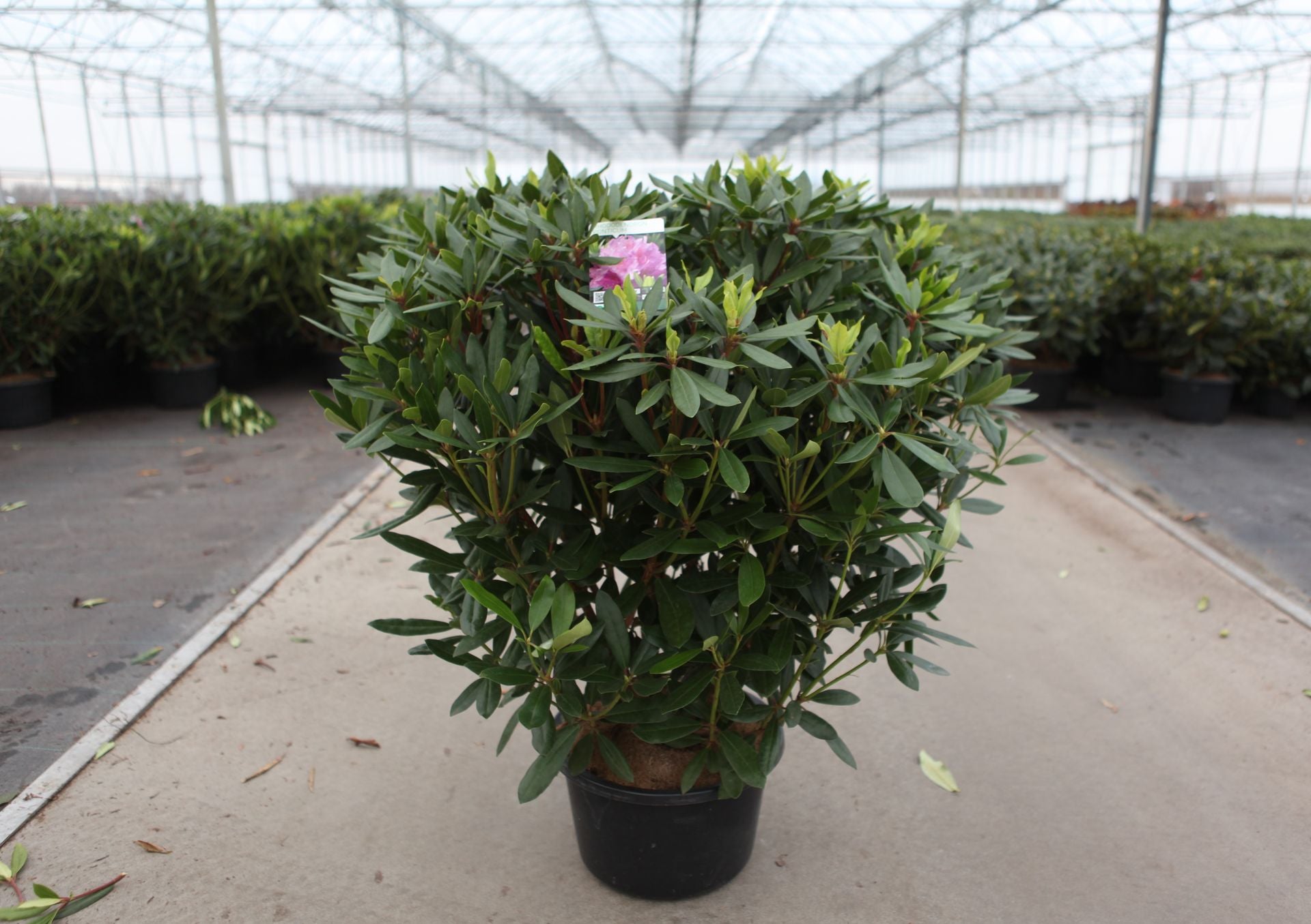 Rhododendron ponticum