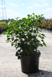 Hedera helix 'Arborescens'