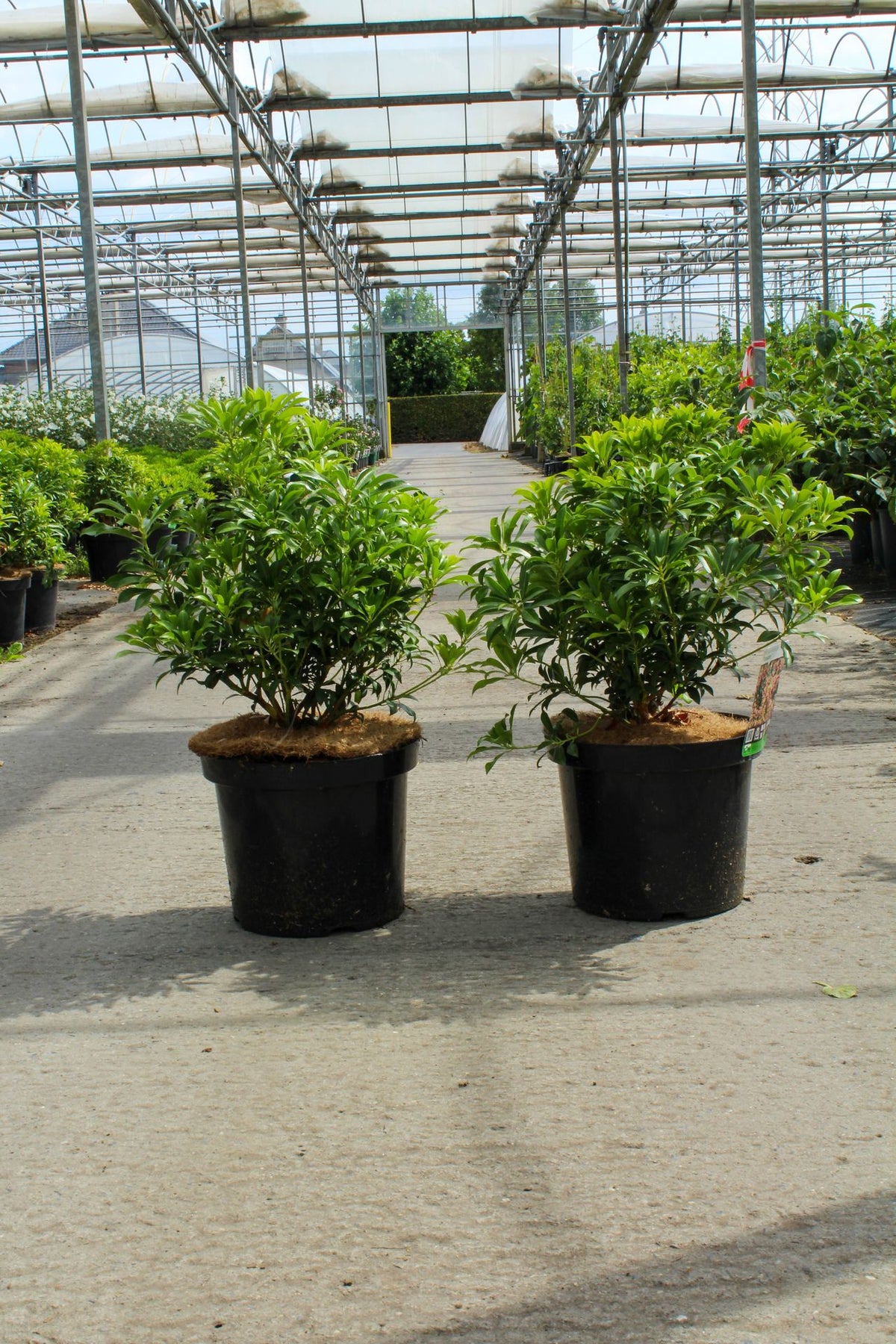 Pieris japonica 'Passion' (PBR)