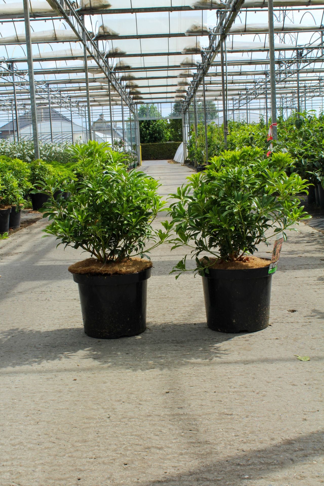 Pieris japonica 'Passion' (PBR)