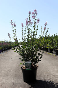 Syringa 'Red Pixie'