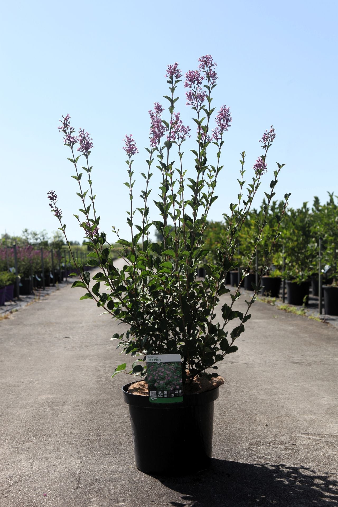 Syringa 'Red Pixie'