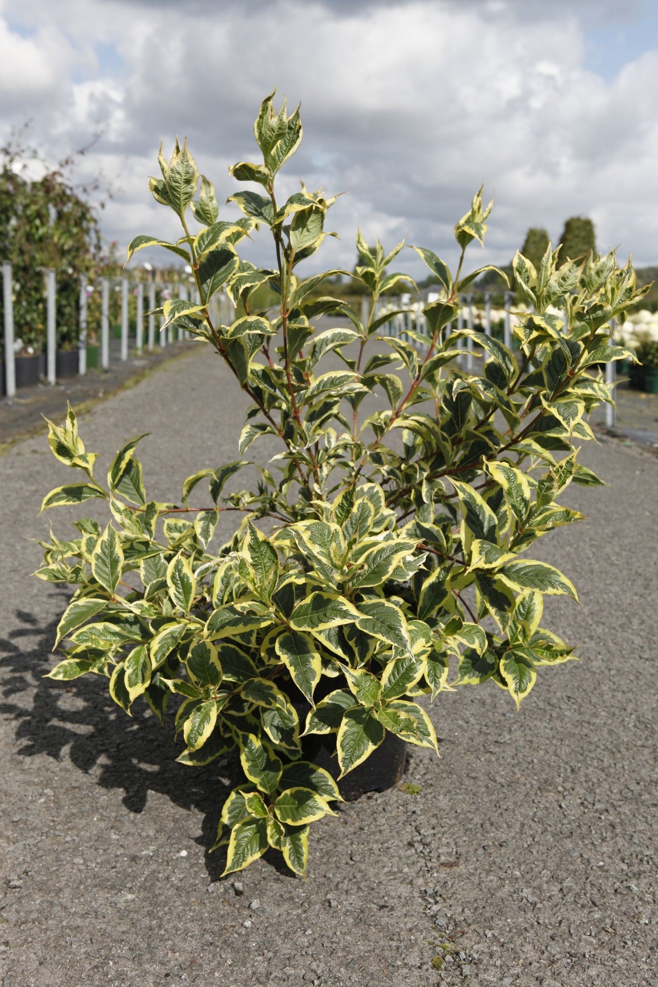 Weigela 'White Lightning'