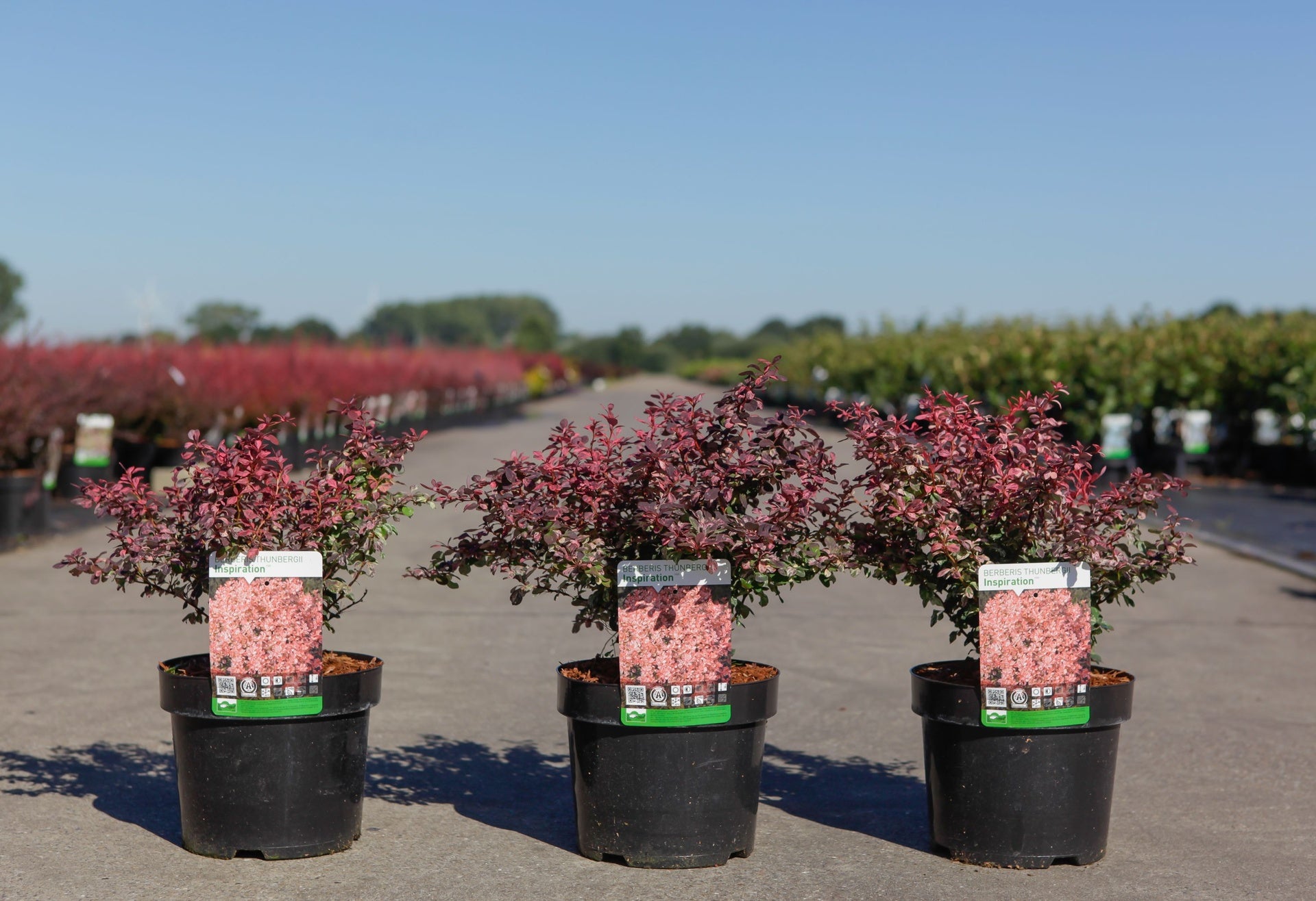 Berberis thunbergii 'Inspiration' (PBR)