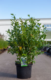 Vaccinium corymbosum 'Brigitta Blue'