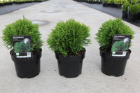 Thuja occidentalis 'Danica'
