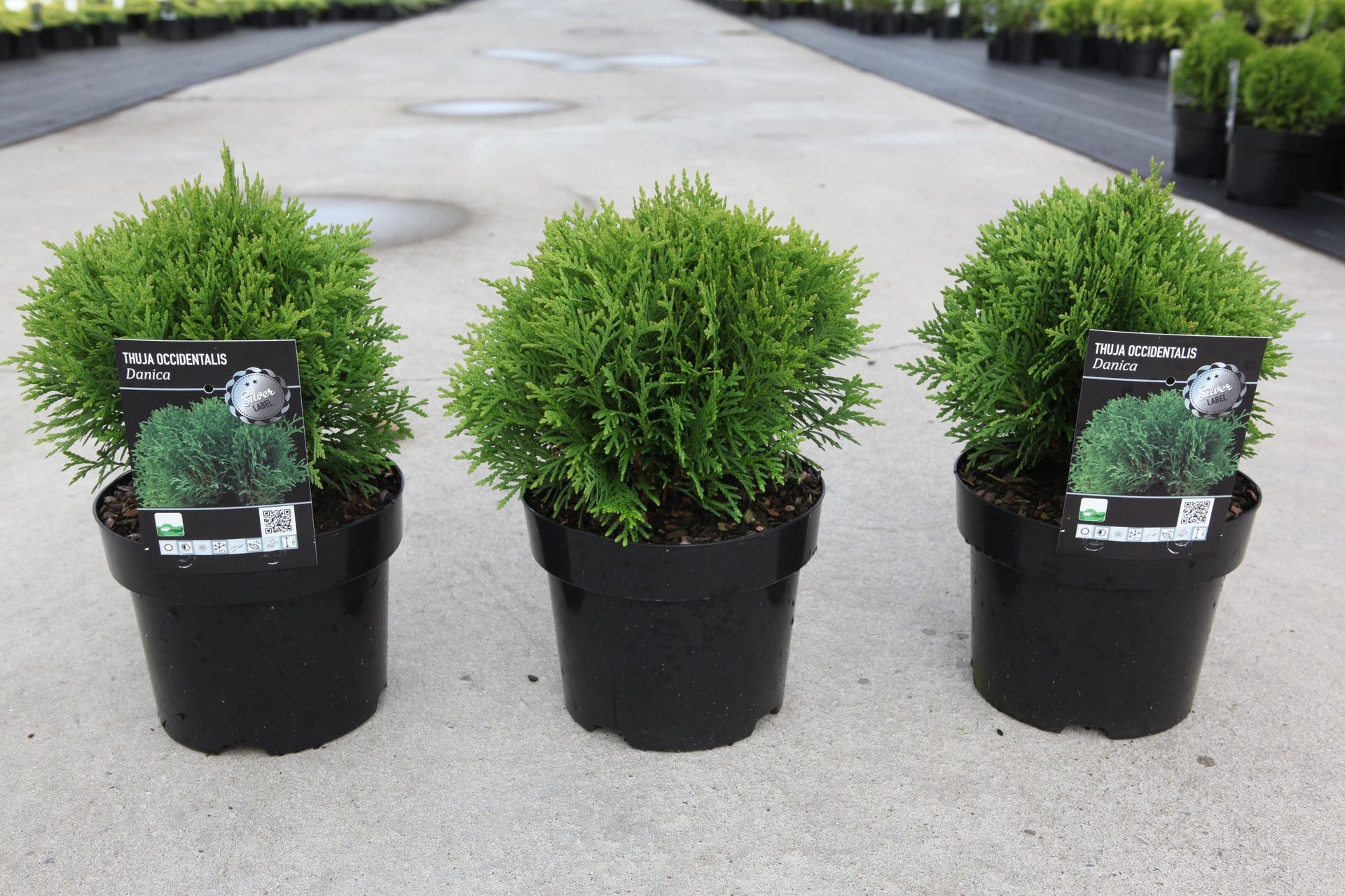 Thuja occidentalis 'Danica'