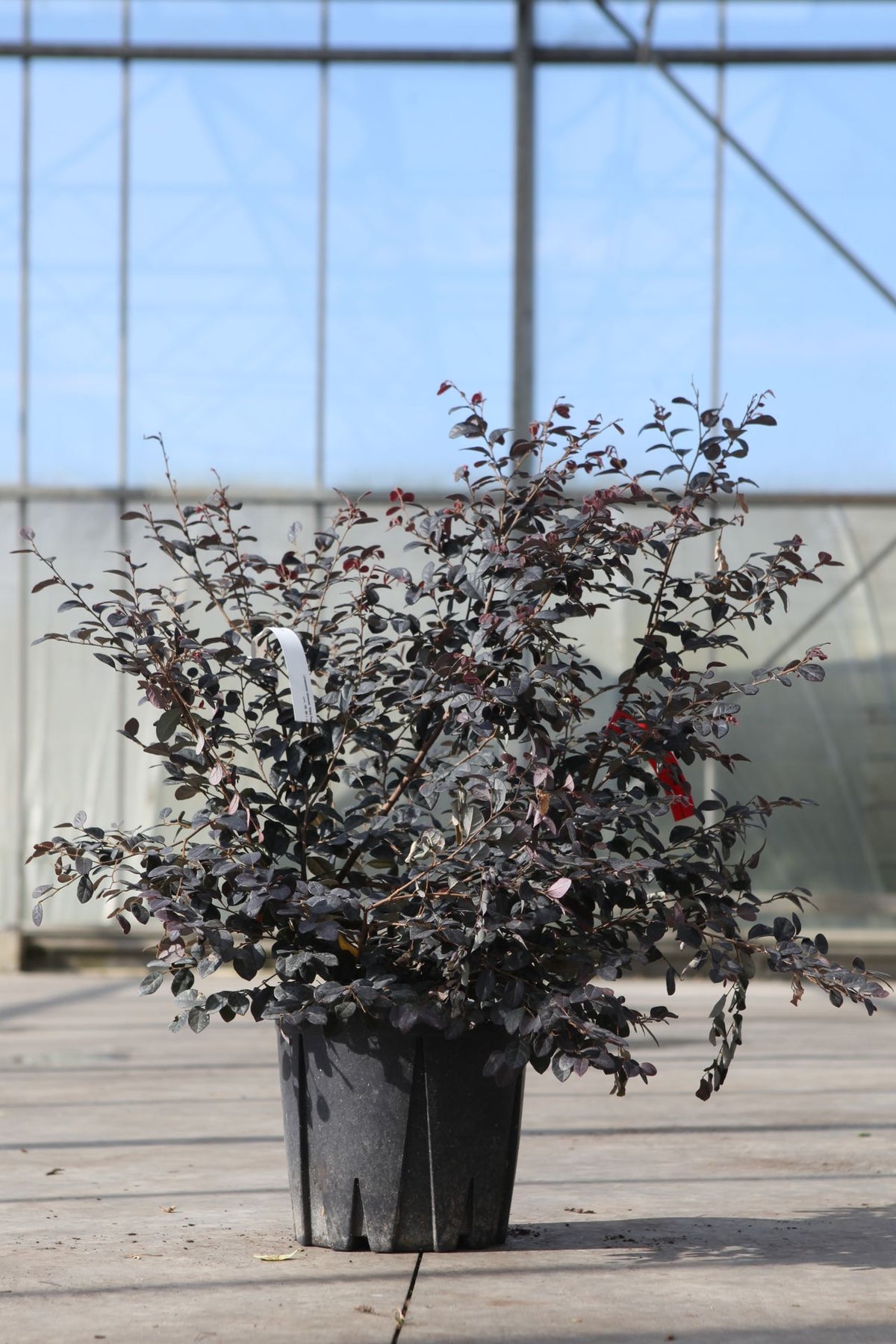 Loropetalum chinense 'Black Pearl'