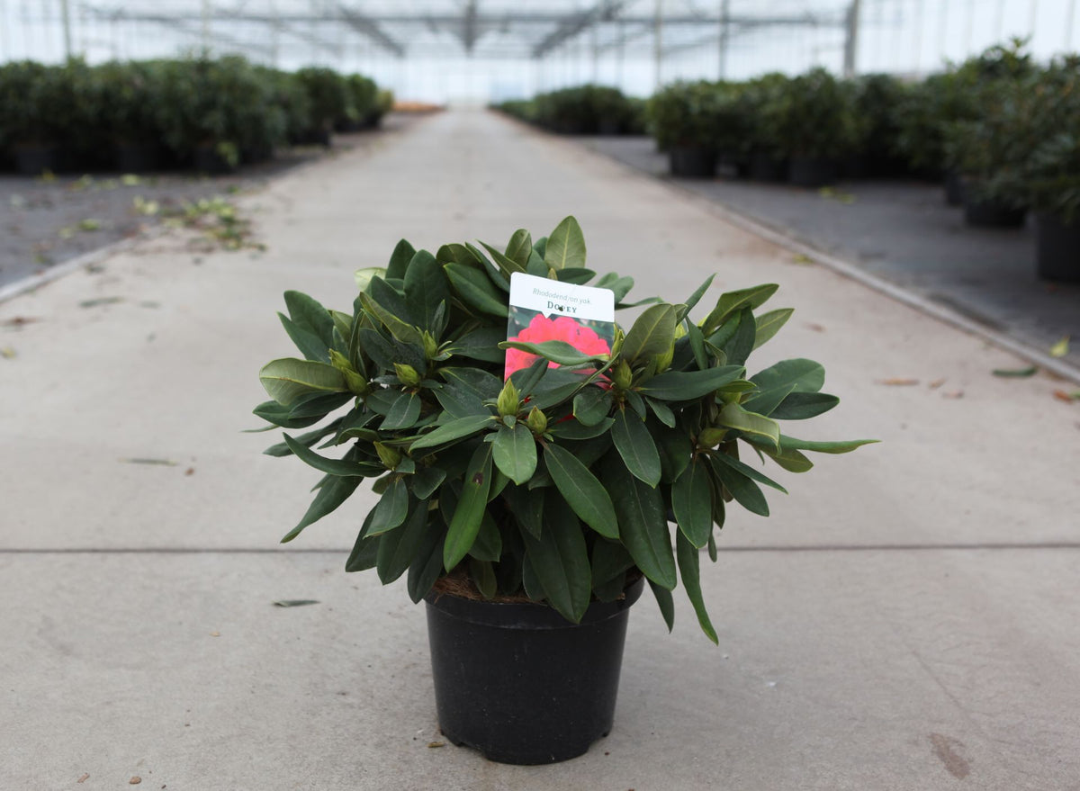 Rhododendron (Y) 'Dopey'