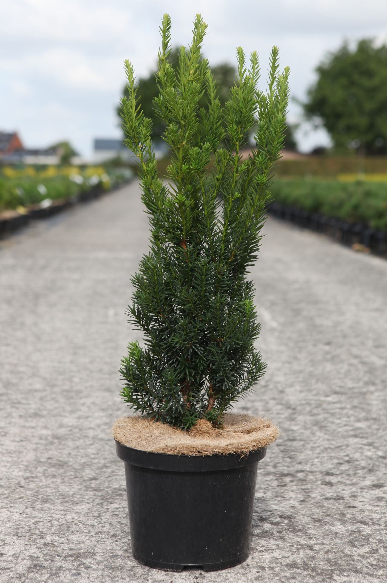 Taxus media 'Hillii'