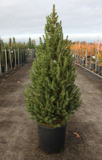 Picea glauca 'December (Conica)' (PBR)
