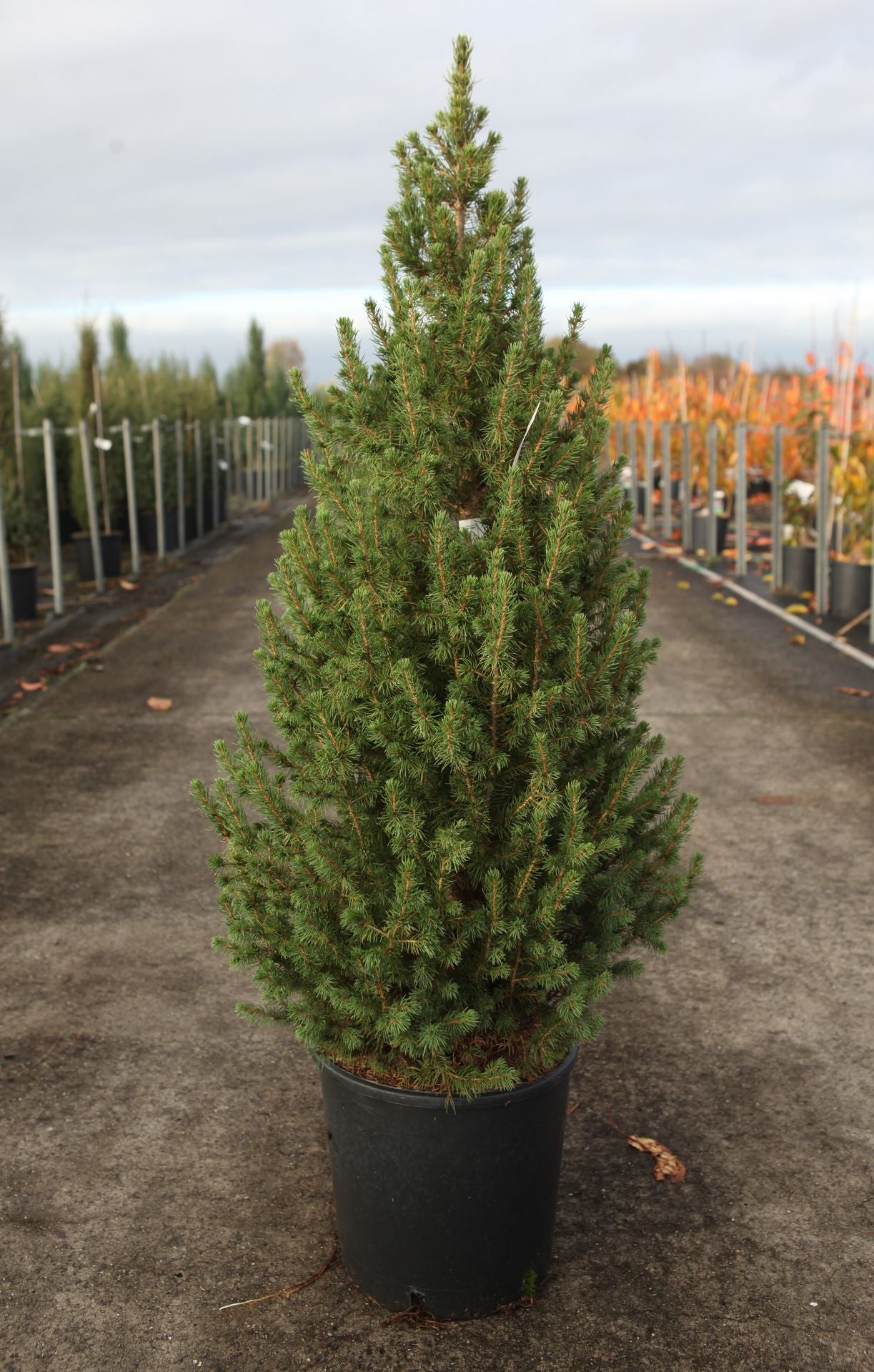 Picea glauca 'December (Conica)' (PBR)