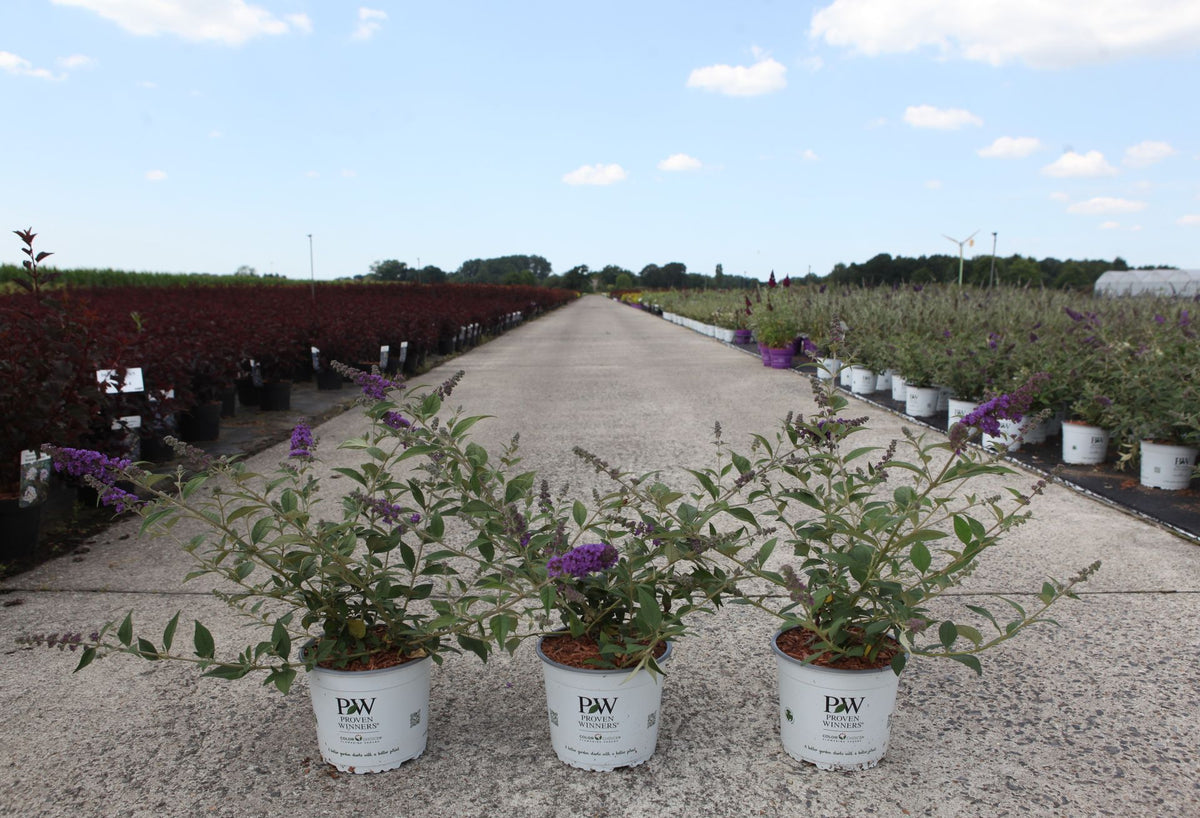 Buddleja davidii Proven Winners© 'Blue Chip' (PBR)