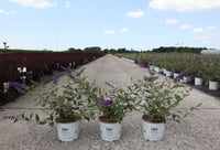 Buddleja davidii Proven Winners© 'Blue Chip' (PBR)