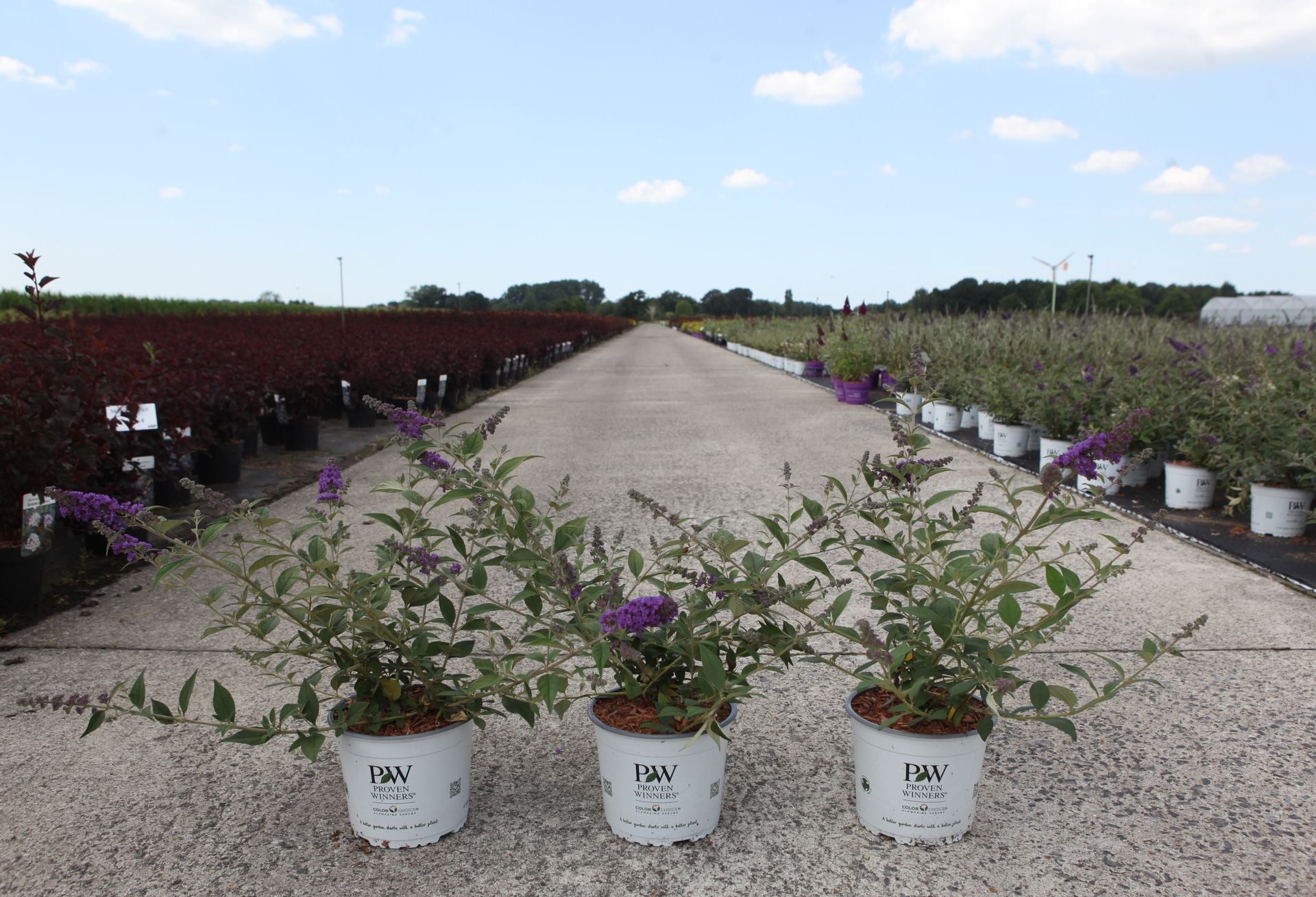 Buddleja davidii Proven Winners© 'Blue Chip' (PBR)