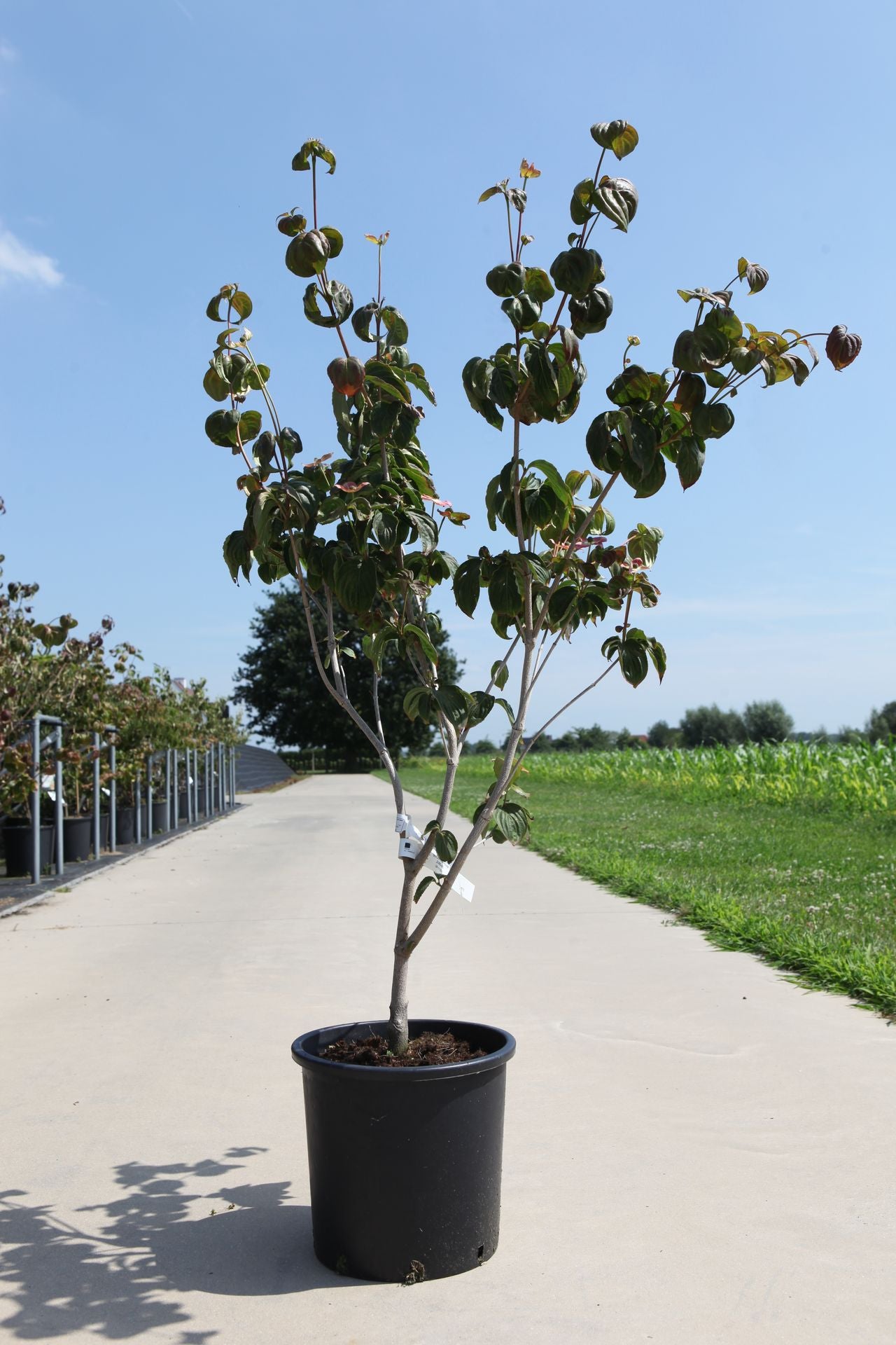 Cornus kousa 'Satomi'