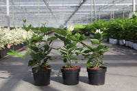 Calycanthus 'Venus'