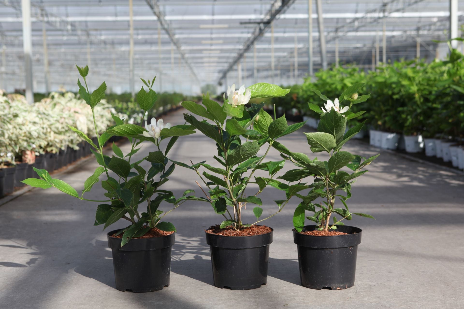 Calycanthus 'Venus'
