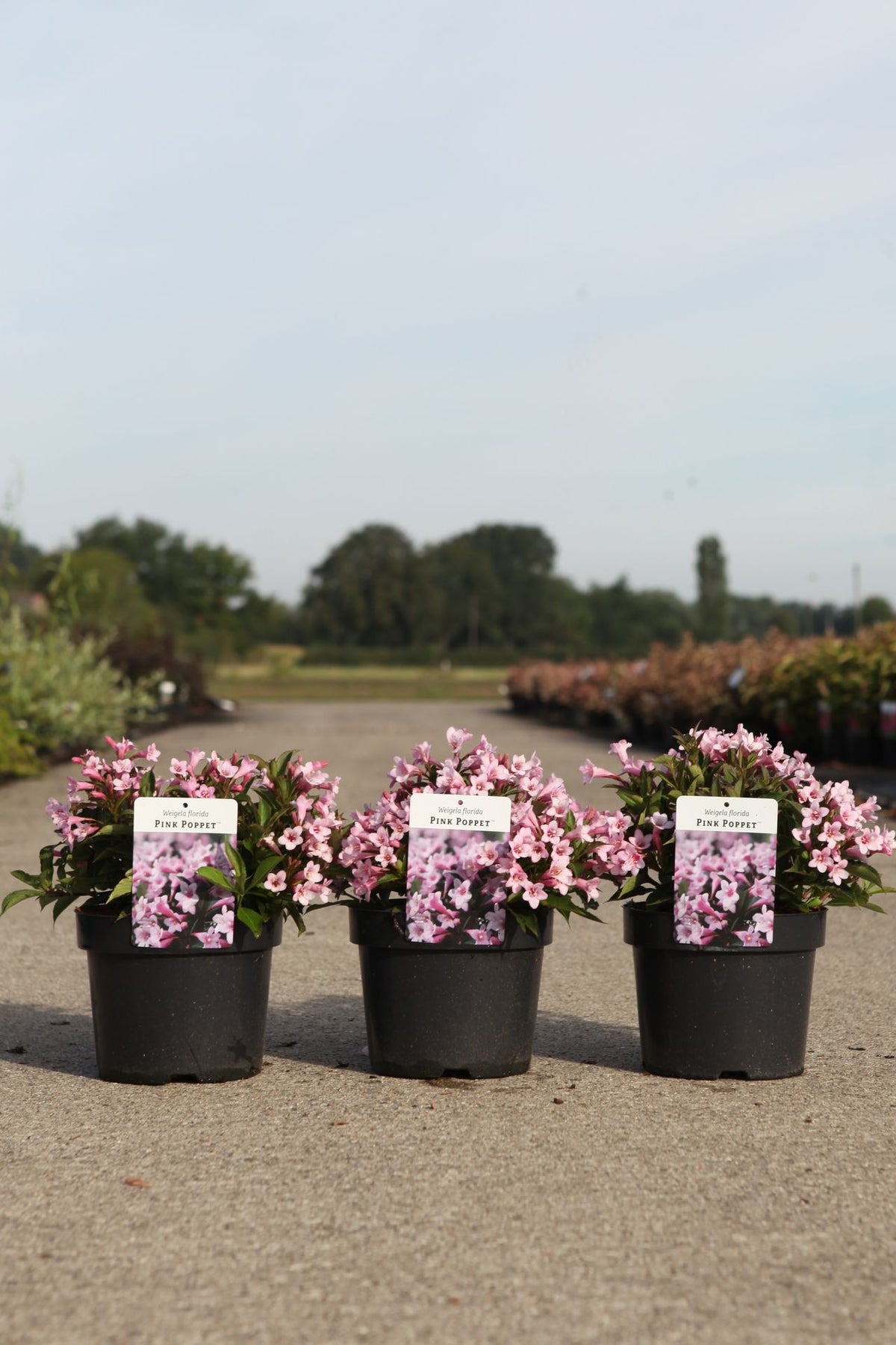 Weigela florida PINK POPPET (PBR)