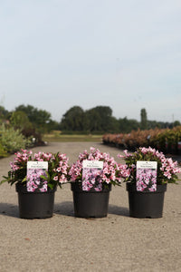 Weigela florida PINK POPPET (PBR)