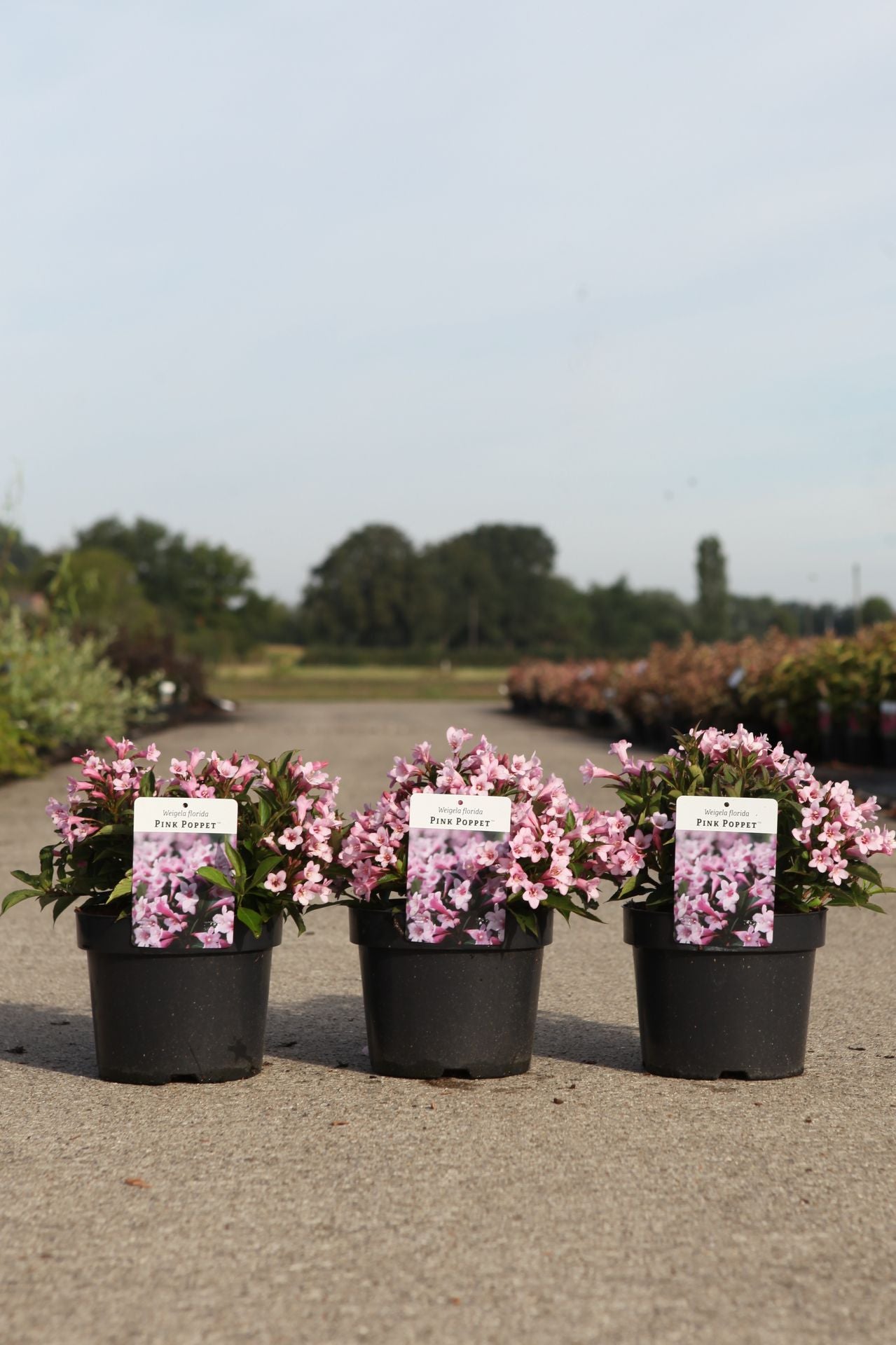 Weigela florida PINK POPPET (PBR)