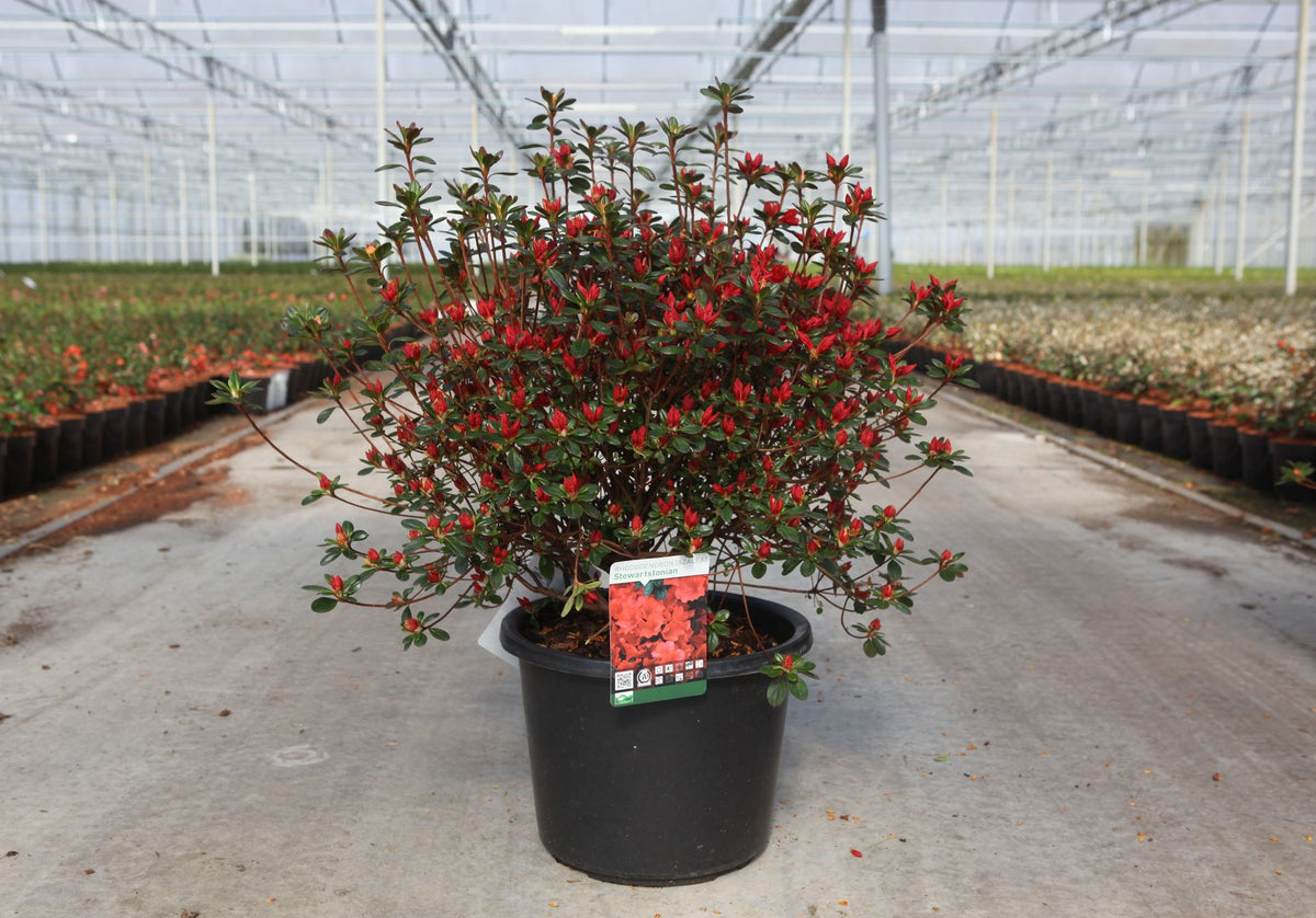 Azalea japonica 'Stewartstonian'