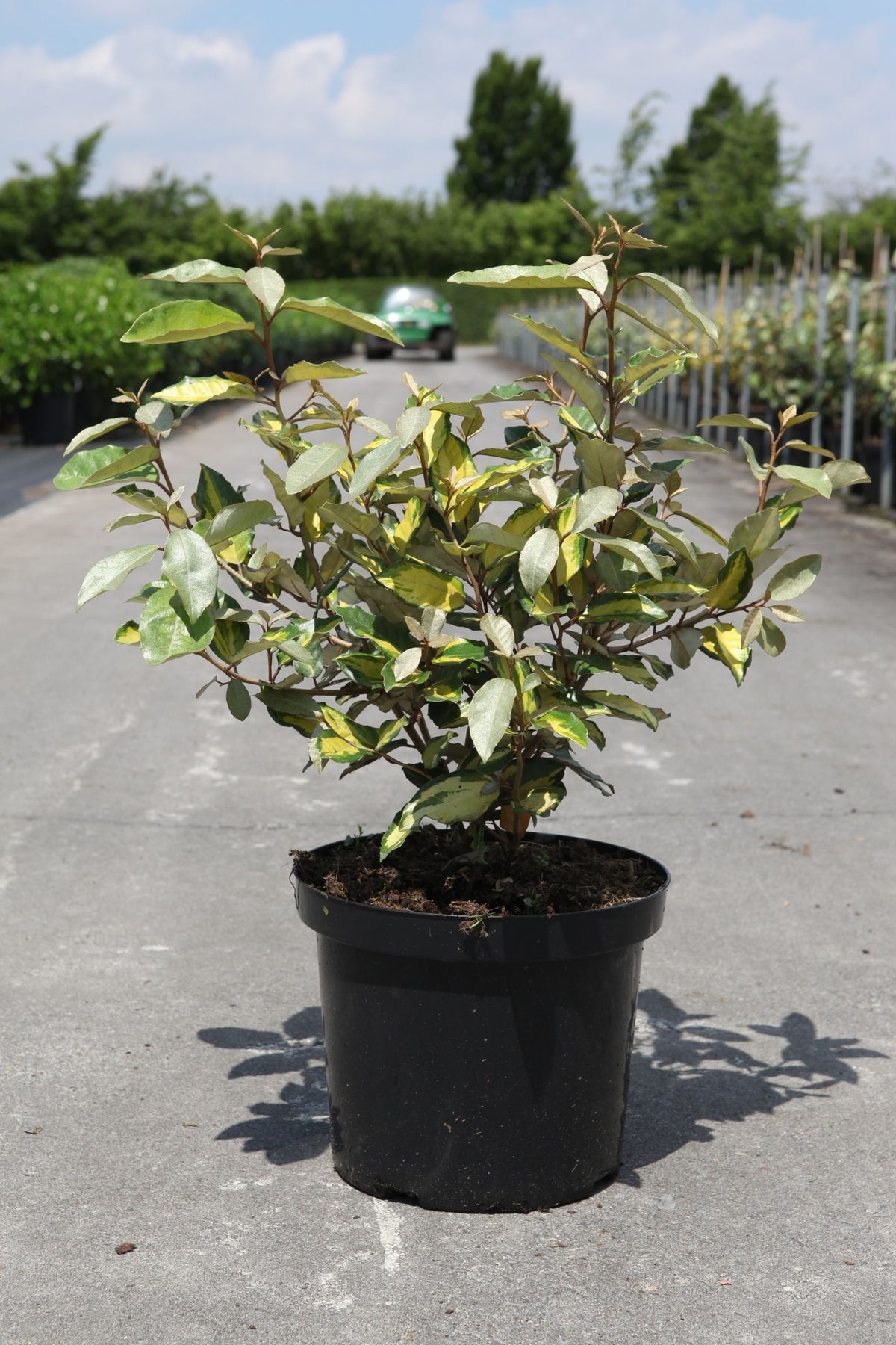 Elaeagnus ebbingei ELEADOR (PBR)